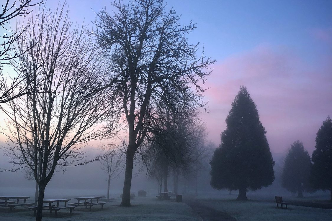 Purples and blues glow in the distant sky behind silhouetted trees in a park filled with fog.