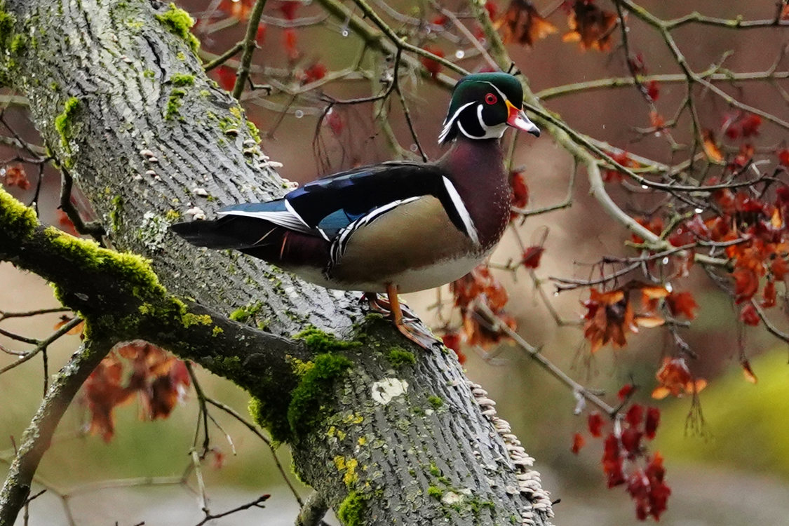 A colorful duck perches on a large tree branch wet with rain.