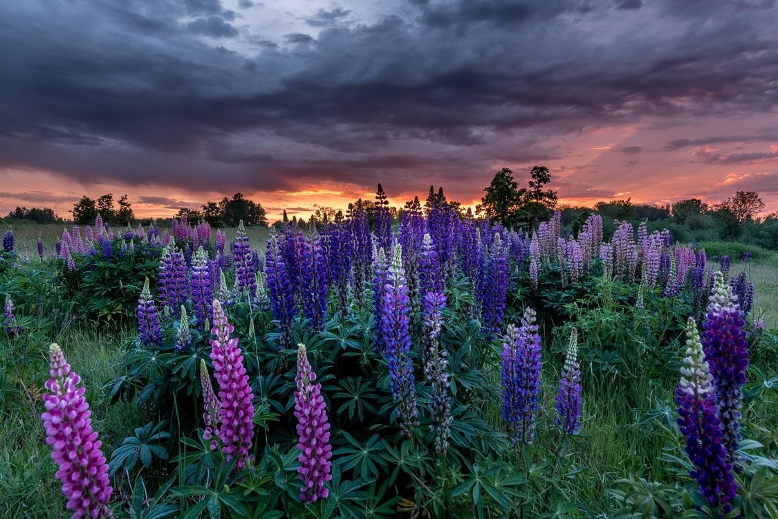 Spires of purple flowers rise above dark green plants while the first light of day scoots under clouds.