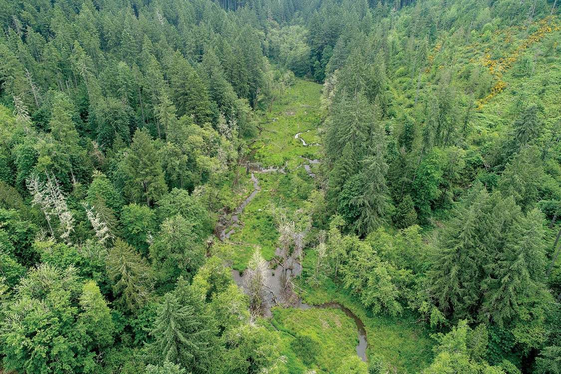 A drone image of a forest with conifer and deciduous trees with a winding creek running through the middle. Beaver dams dot the stream.