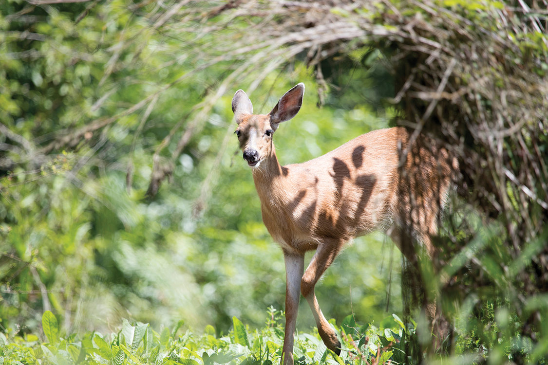 A brown deer looks up from eating, surrounded by foliage and ground plants.