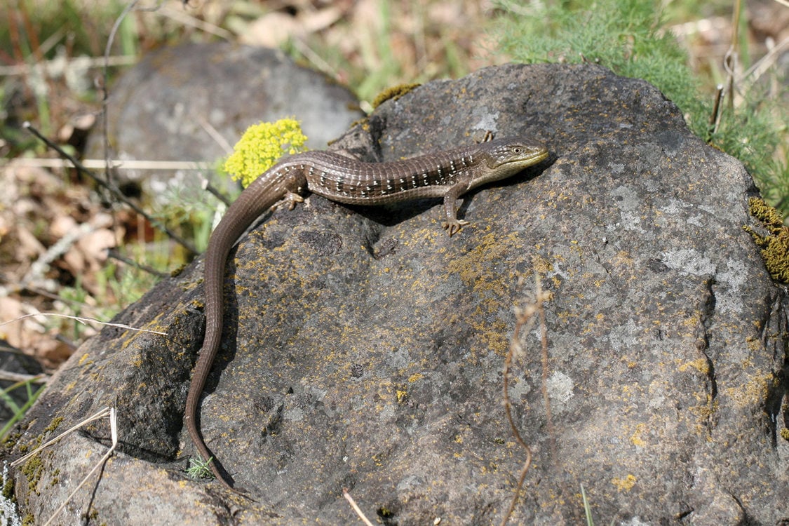 A long lizard with a tail as long as its body rests on a gray rock in the sun.