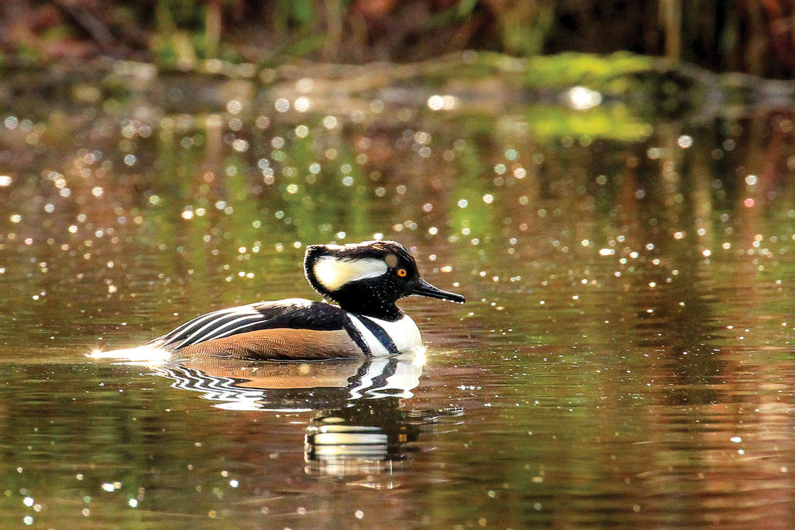 A hooded merganser swims in a mostly still pool, it's reflect mirroring it in the ripples.