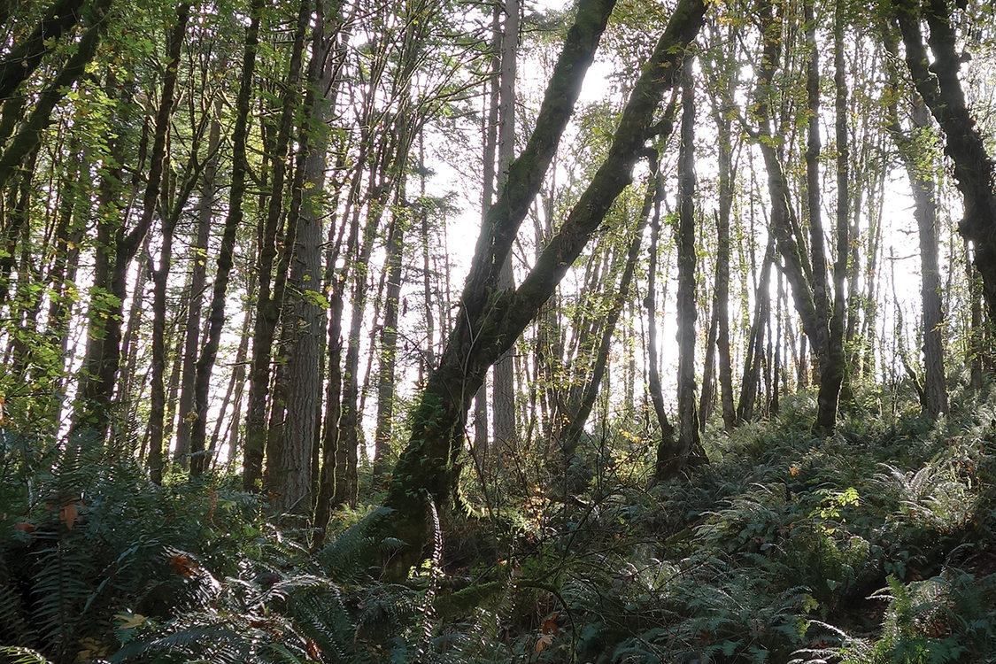 Trees and ferns grow up a steep slope.