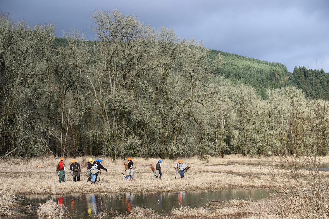 A group of Metro staff wearing hard hats and boots works on wetland restoration by planting native vegetation alongside a grassy riverbank