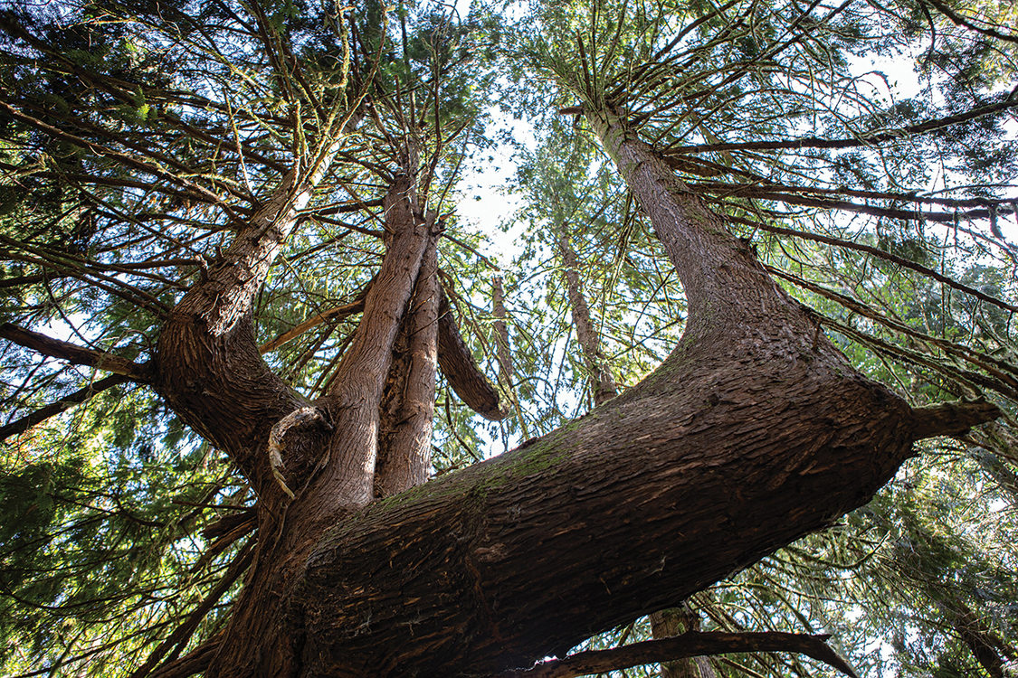 An enormous tree with multiple trunks reaches high into the canopy of a forest.