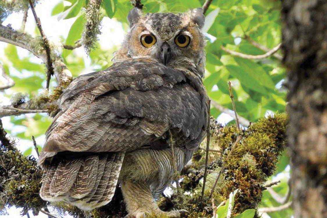 During the daytime, great horned owl looks over its right shoulder down at the camera.