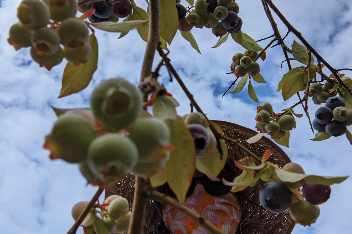 Photographed up through branches of ripe and unripe blueberries, a person in a wide-brimmed, straw hat and homemade mask picks the berries.