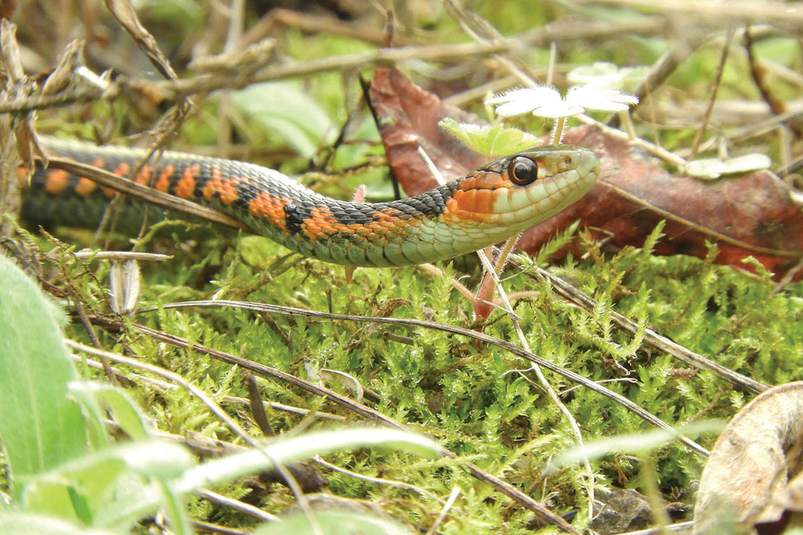 An orange, black and light green garter snake, with a big eye, lies on top of tiny twigs and moss.