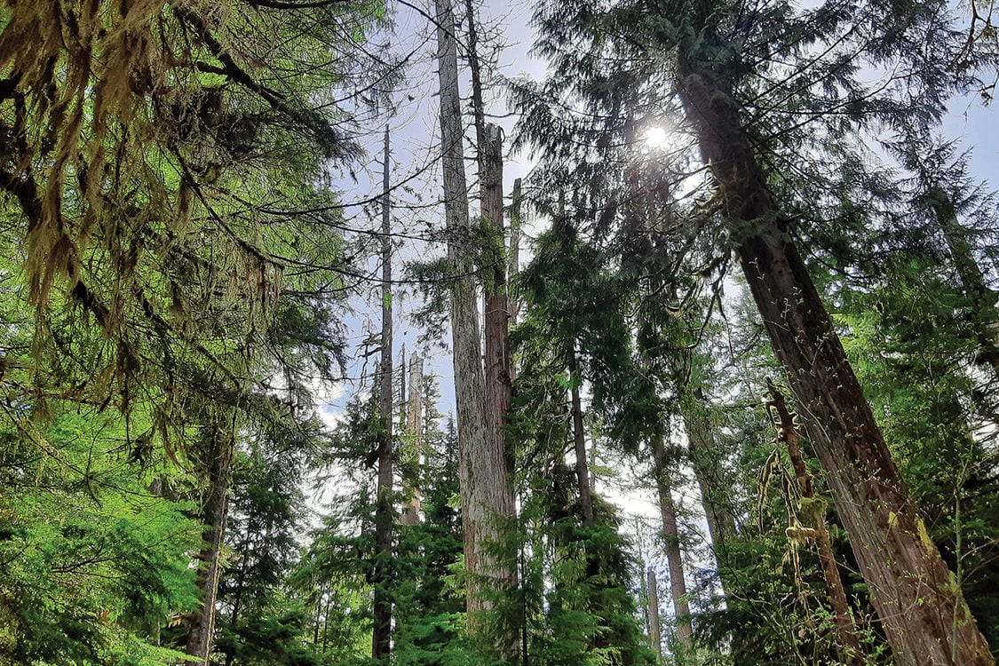 Dead trees called snags stand in the middle of tall evergreen trees on a sunny day.