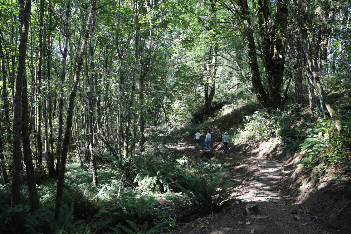 A small group of hikers walks along a shaded trail in Newell Creek Canyon Nature Park