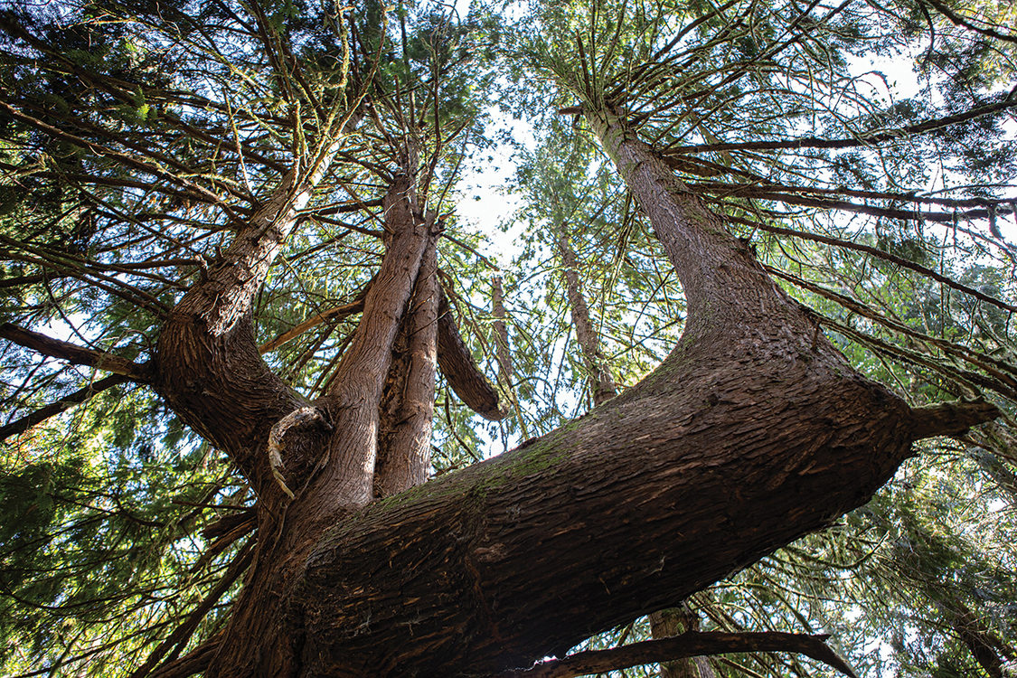 Looking upward through the branches of a large old-growth cedar tree in Newell Creek Canyon Nature Park