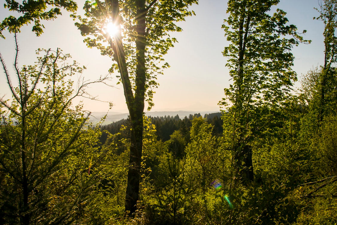 Sunshine filtered through the leaves of a tree, looking west toward the setting sun from Chehalem Ridge Nature Park