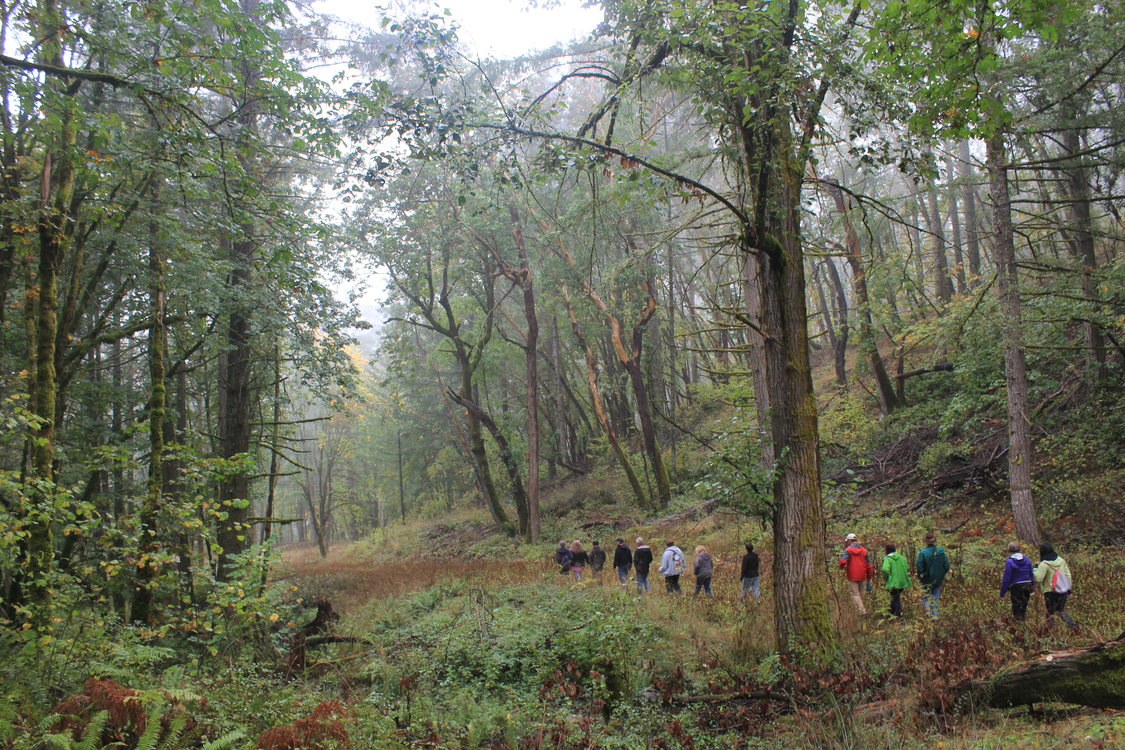 A group of hikers walk on a trail under the tree canopy on a foggy day at Chehalem Ridge Nature Park