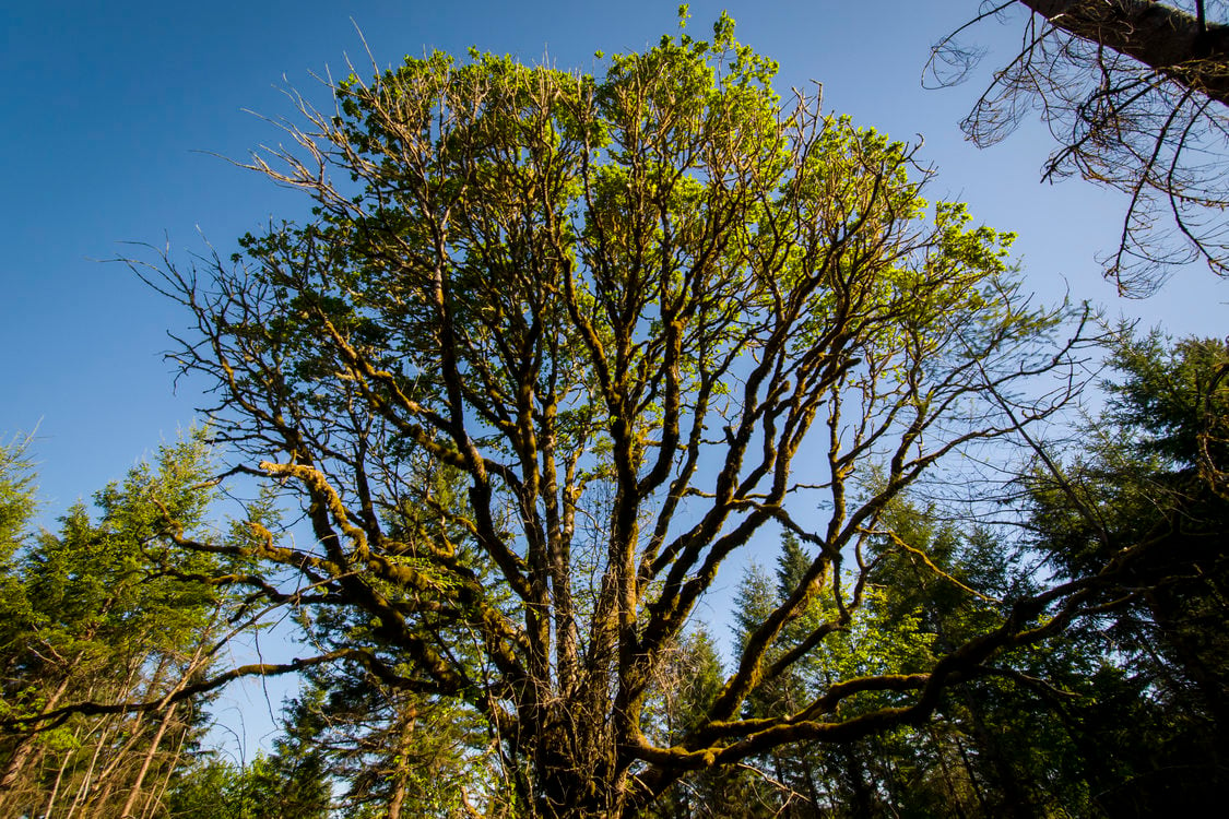 Looking upward through the moss-covered branches of a mature Pacific Madrone tree on a clear day at Chehalem Ridge Nature Park