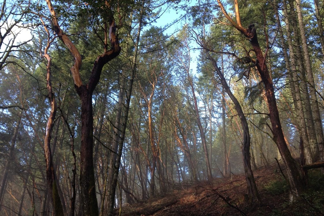 Looking upward through the branches of a grove of native Pacific Madrone trees on a misty morning at Chehalem Ridge Nature Park