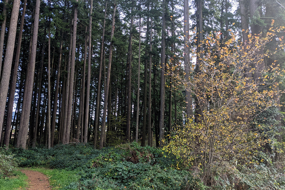 A path heads into a dense forest of tall Douglas firs.