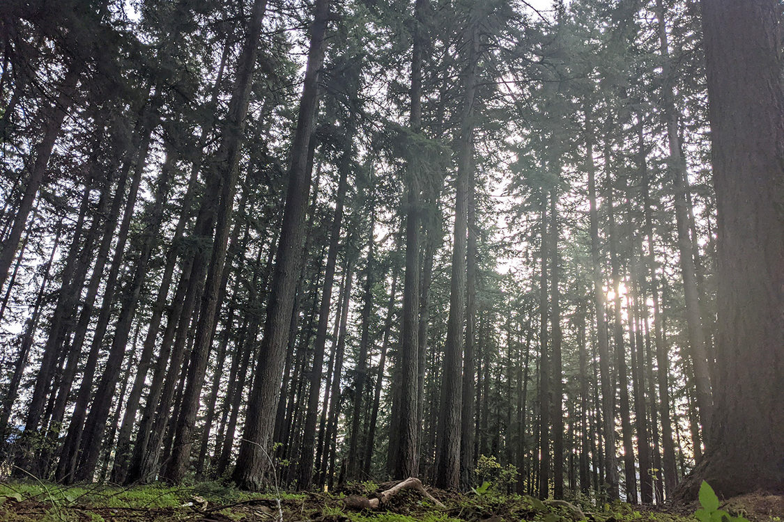 The sun shines through a dense stand of Douglas firs.