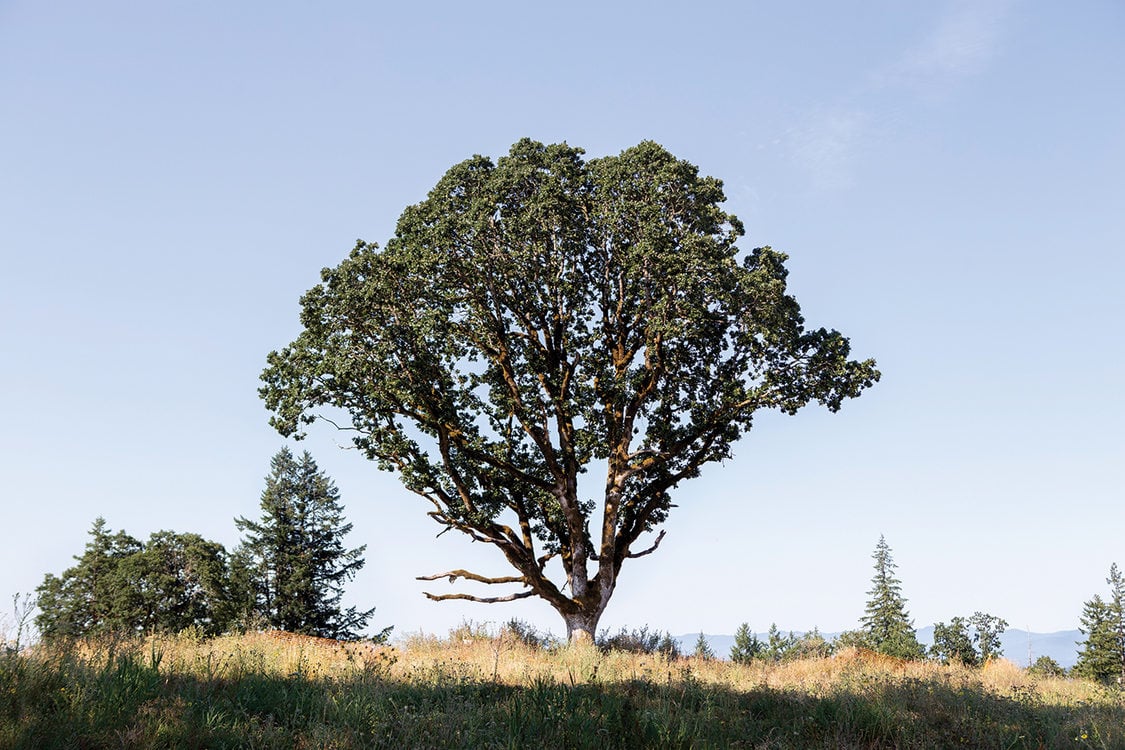 A large oak tree stands alone in a prairie.