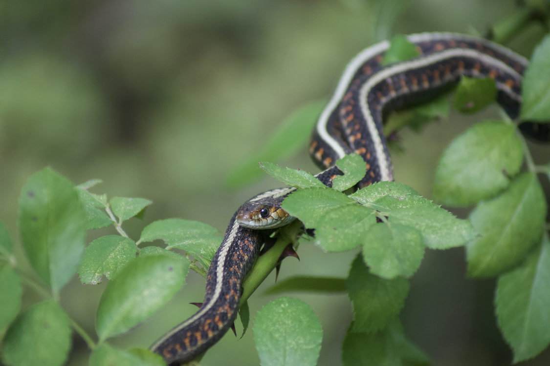 A garter snake with a white stripe on its back and orange lines on its side slithers back down a rose stem, its head following the back end of its body as it goes.