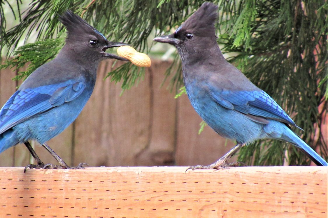 Two Steller’s jays, with black hoods and crests above their bright blue bodies, stand facing one another on a fence. One holds peanut shell in its beak.