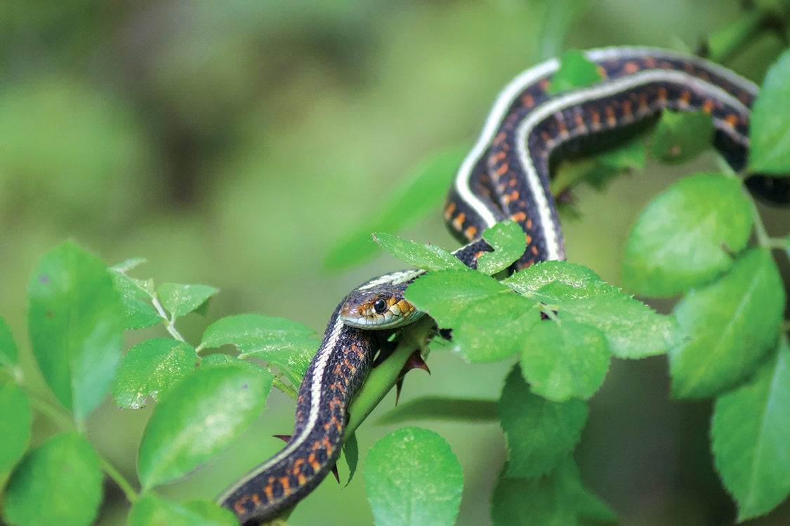 A garter snake with a white stripe on its back and orange lines on its side slithers back down a rose stem, its head following the back end of its body as it goes.