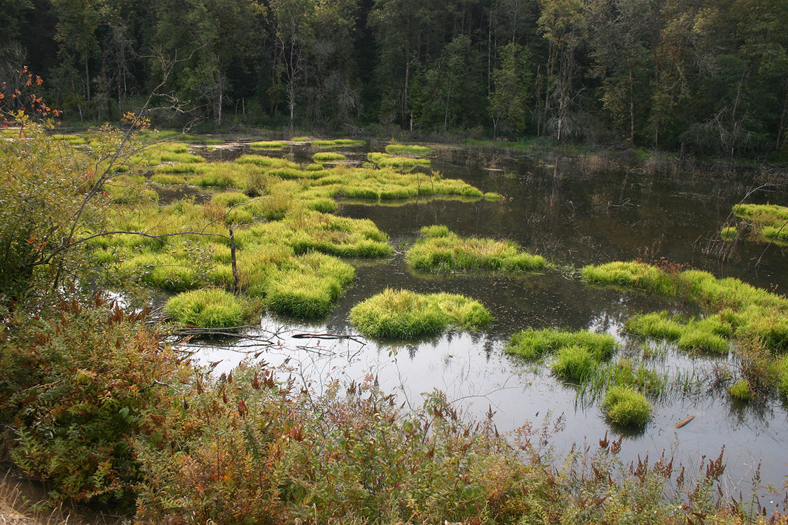 A wetland pool is filled with little mounds of grass. A line of trees marks the shoreline in the background.