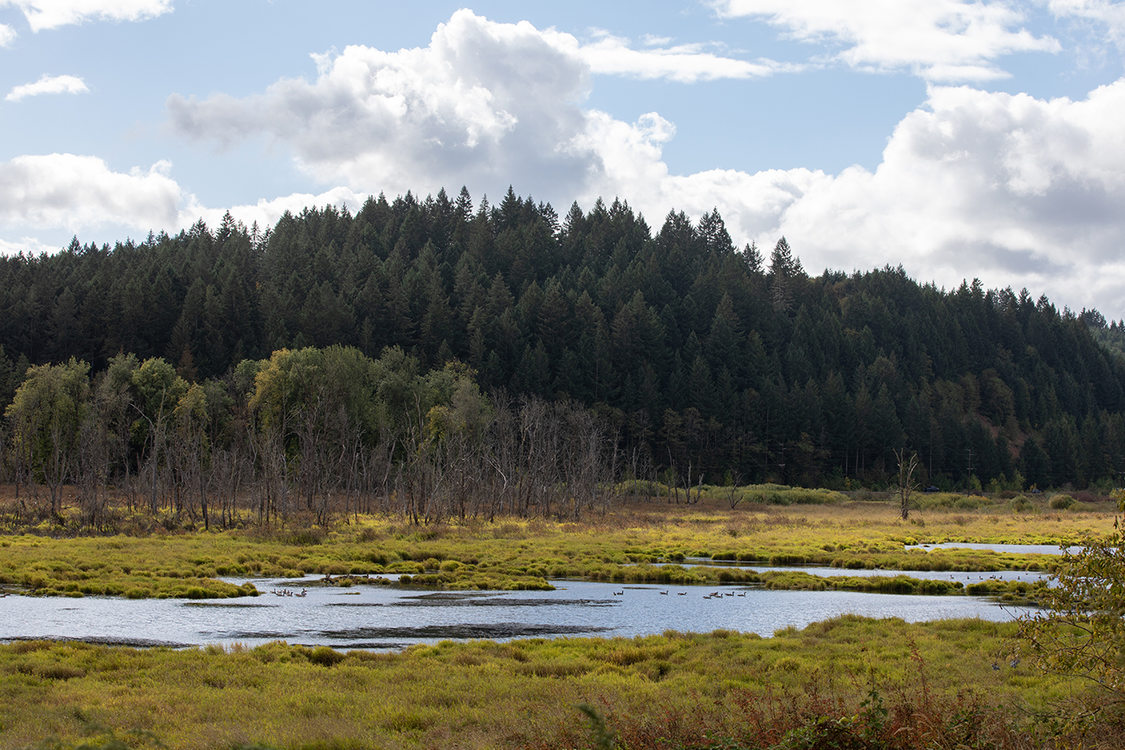 In the foreground, a wetland covered in grasses with open pools stretches to a hill covered in fir trees.