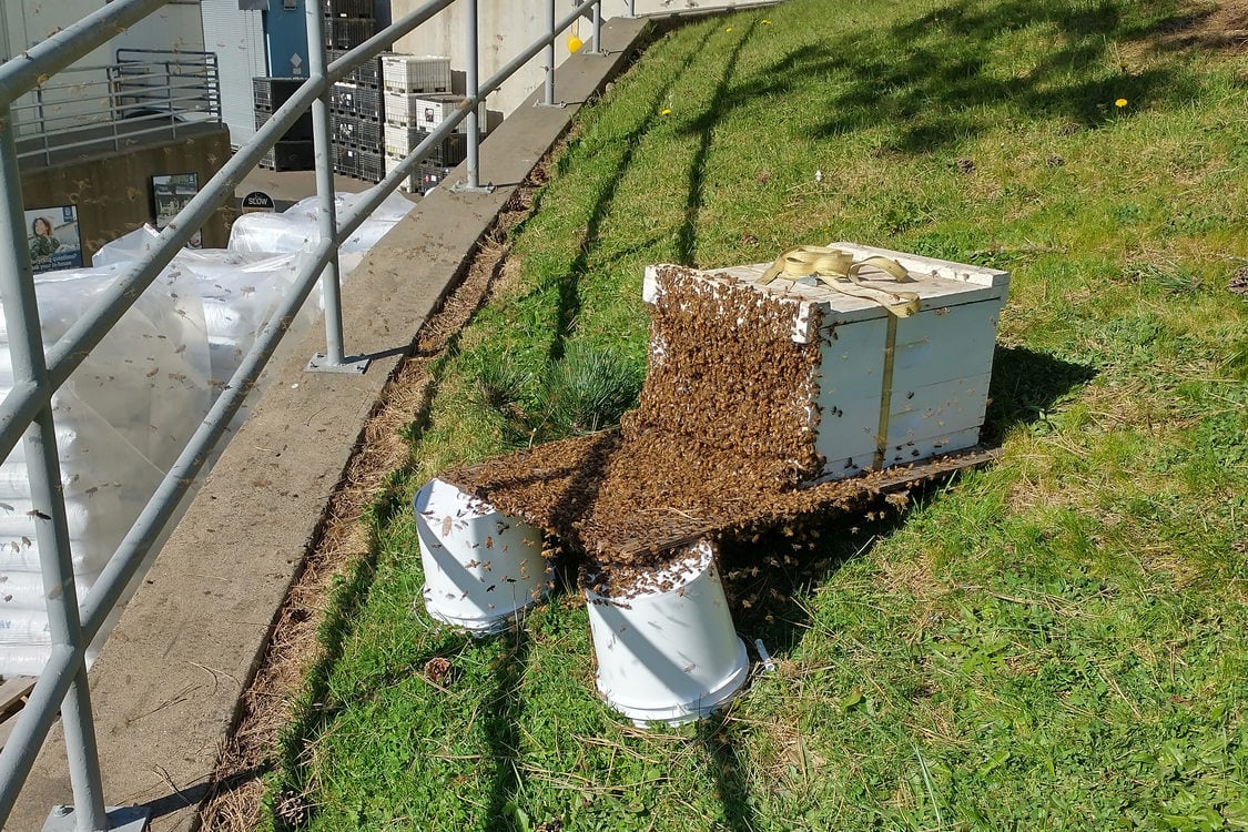 An image of a box used for transporting bees.