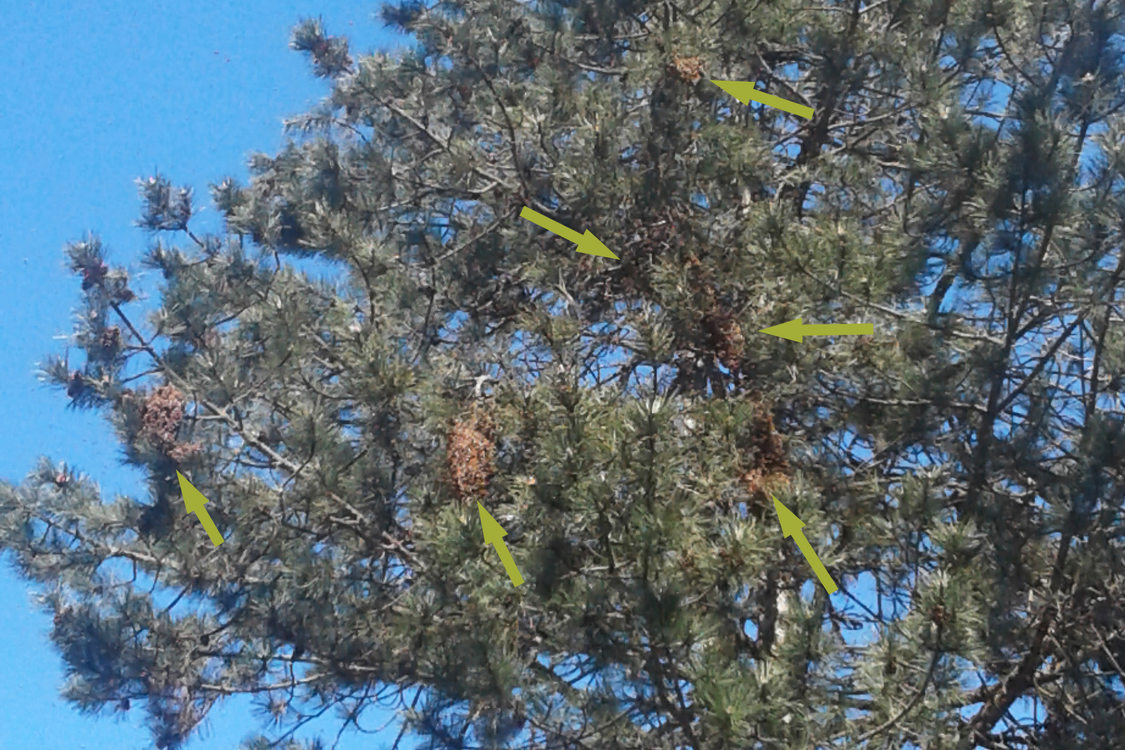 An image of a tree with multiple clusters of bees