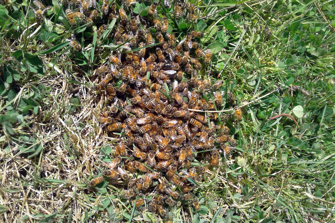 An image of a cluster of bees on the ground