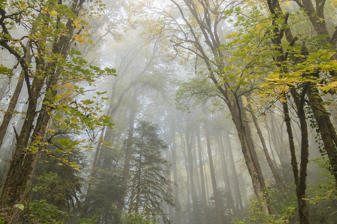 Early morning fog filters through a forest of  trees at the beginning of fall.