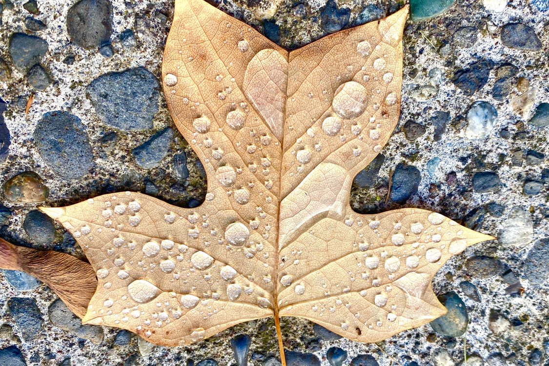 A large fall leaf holding large droplets of rain water lying on a pebble walk-way.