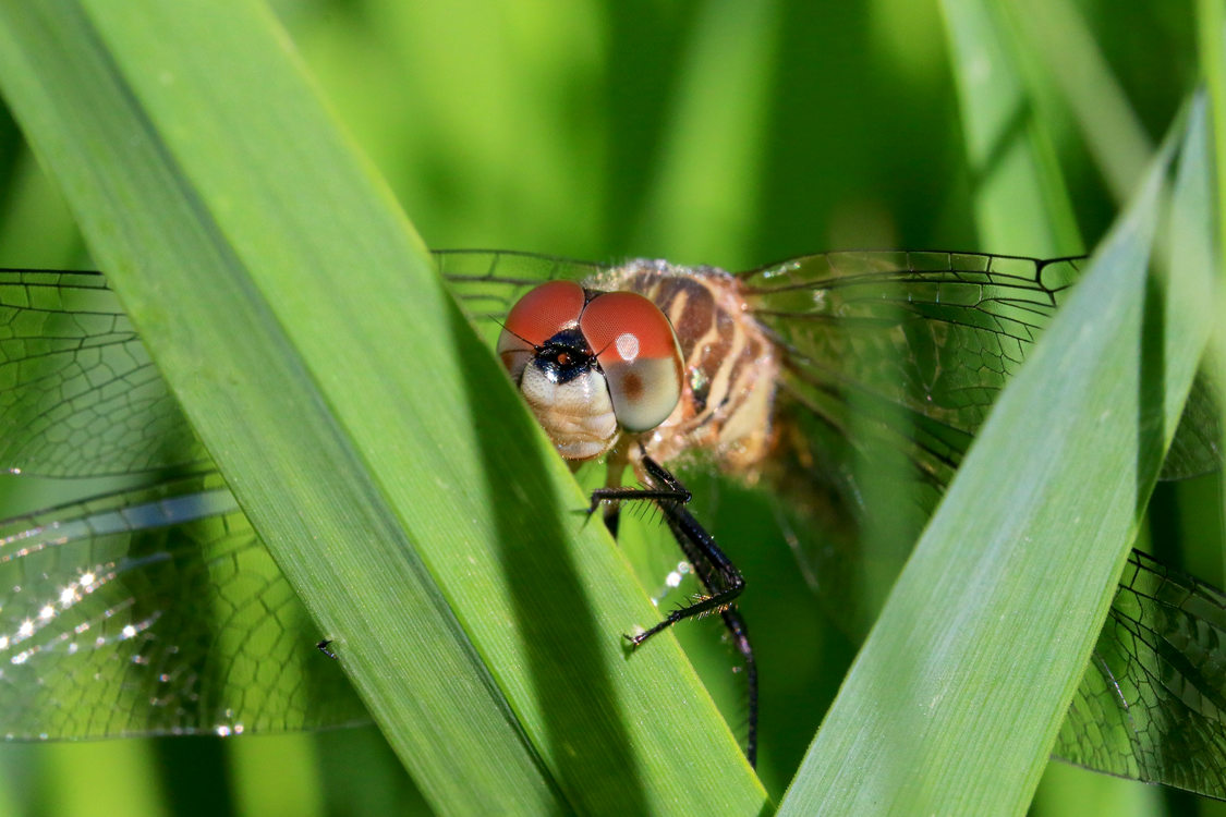 Clinging to long, green blades of leaves, a dragonfly with large red eyes and see-through glassy wings.