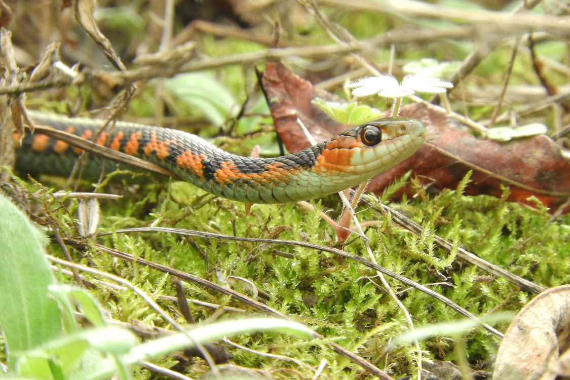 Common garter snake with red and black markings.