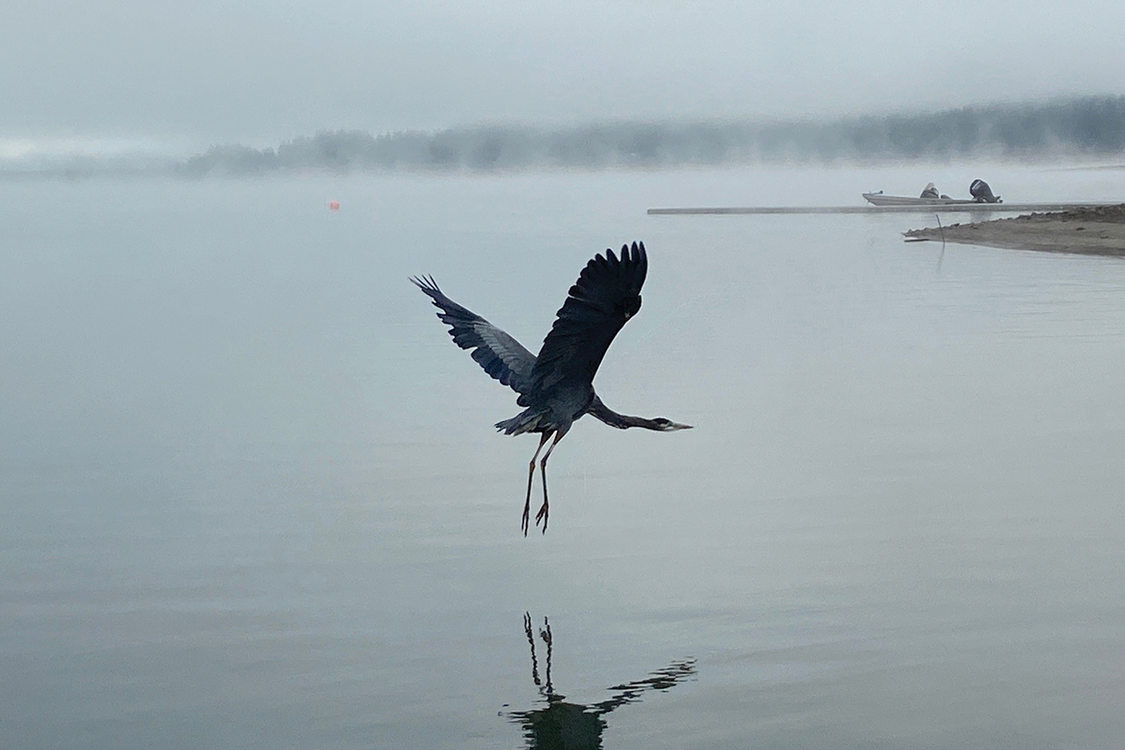 Large, blue winged bird taking off above lake on a foggy morning.