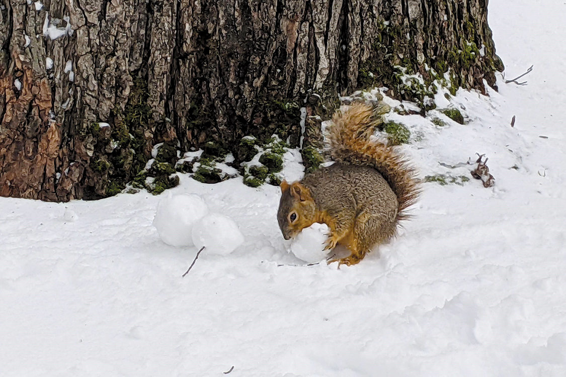A brown squirrel chewing on the head of a small snowman at the foot of a tree.