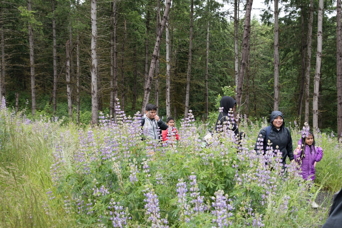 a woman and children in rain jackets emerge from a forest onto a path lined with lupine