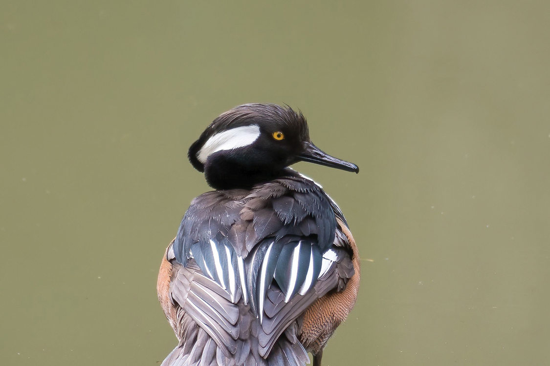 A hooded merganser stands with its back to the camera and its head in profile. It is atop a log and it is reflected in the pool below.
