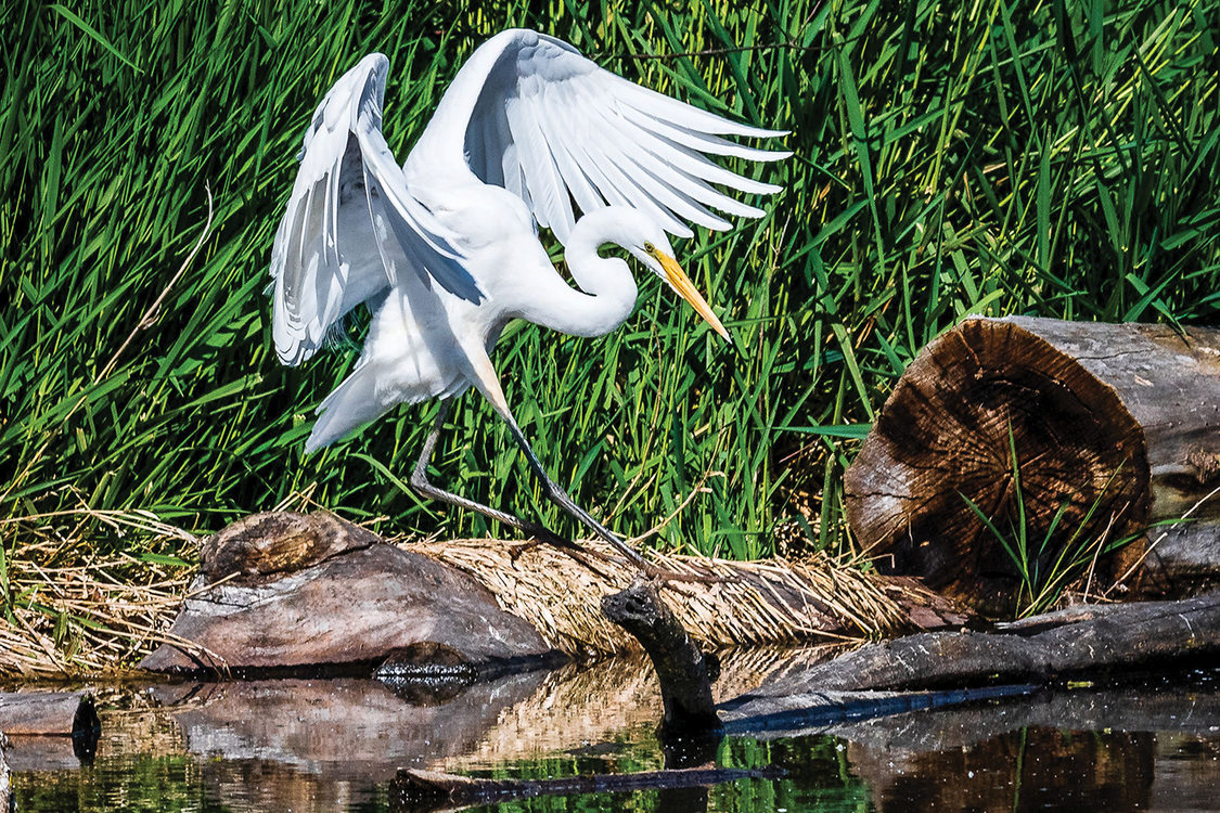 A white great egret stands on a floating log holding its wings high above its head, which is pointed toward the pool below.