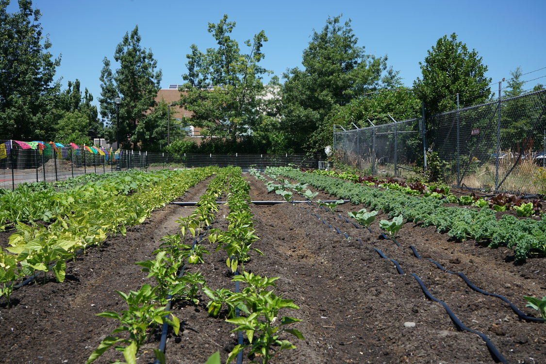 Rows of greens growing in a large garden plot