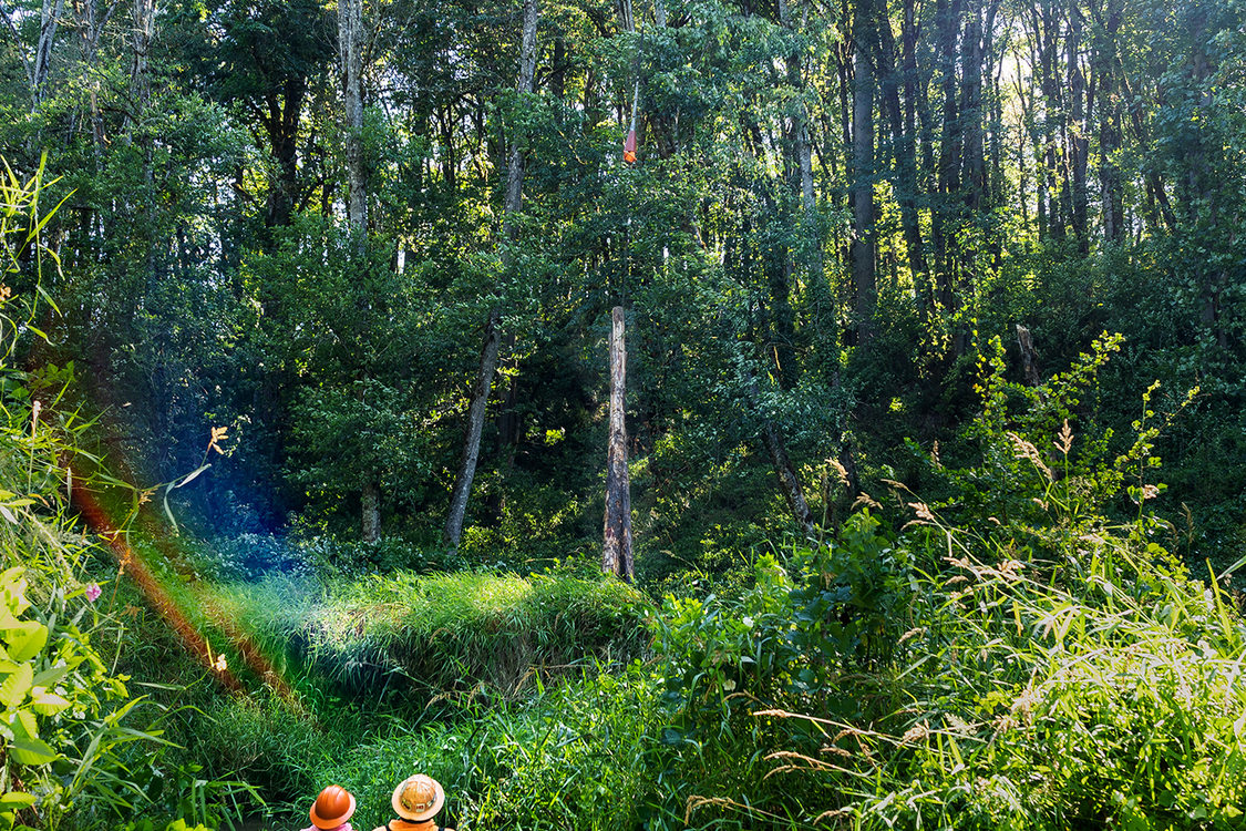 Three people walk through thick vegetation and a stream in a forest.