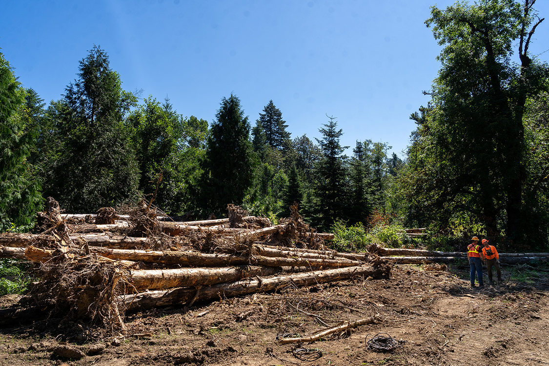 A large pile of logs with their intact roots are piled in a forest.