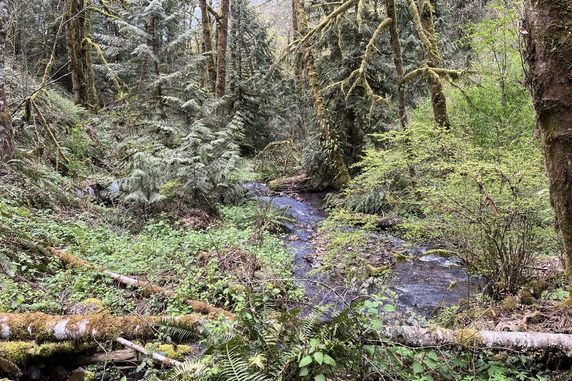 A creek runs through a dense forest filled with moss-covered trees, ferns and fallen logs.