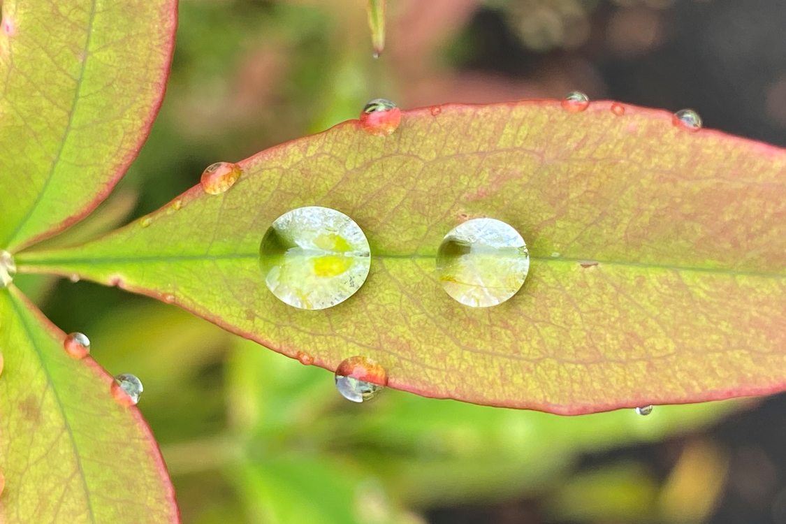 After a rain, two large drops of water sitting in fold of a leaf.
