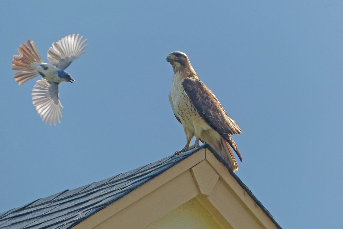 A hawk stands on roof top as a scrub jay flies towards the hawk.