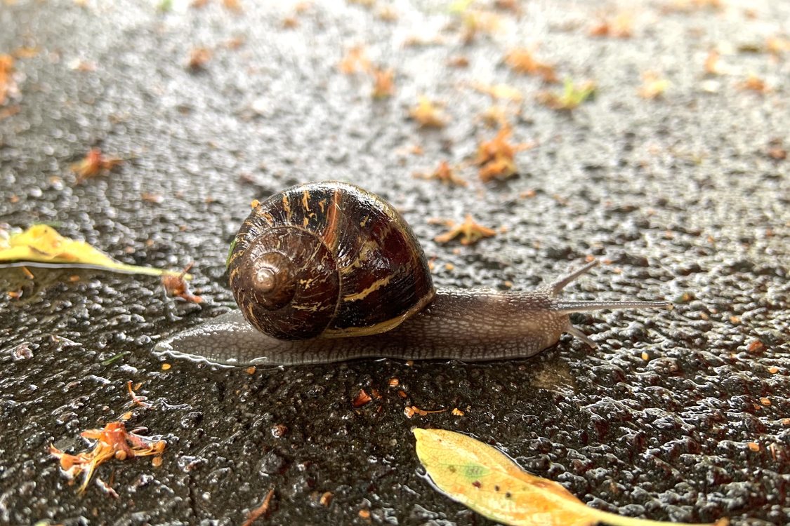 A snail with a shiny, brown shell slowly crosses sidewalk after a rain.
