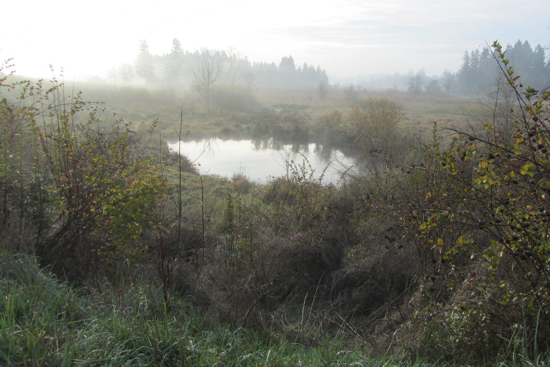 a misty natural wetland with a small pond