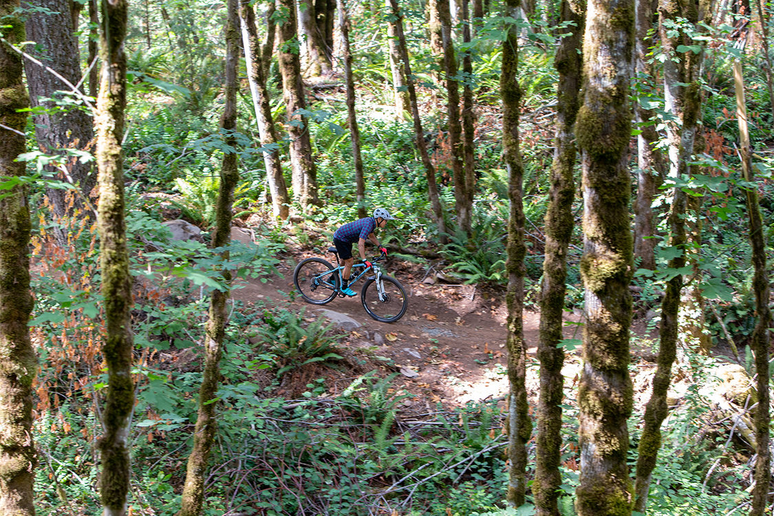 A mountain biker rides down a trail amid ferns and trees covered in moss.