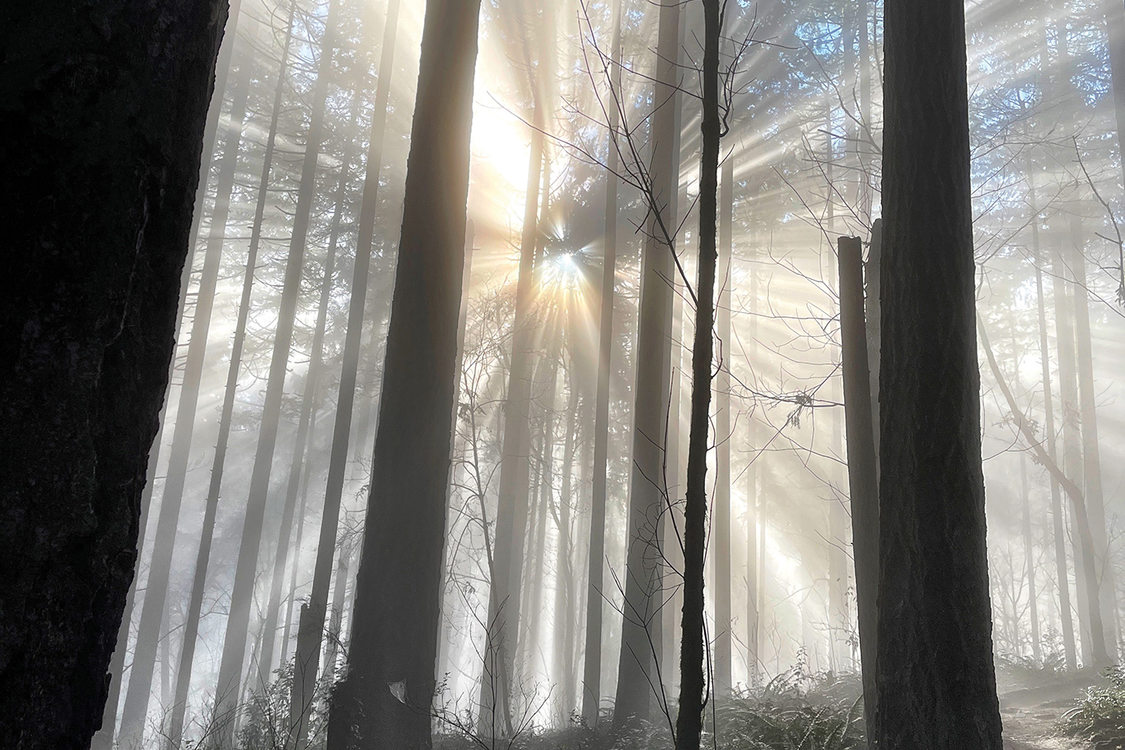 Our Big Backyard Winter 2023 photo contest finalist: Marshall Miller. In Late January as the sun was trying to peek through the trees on Aspen Trail in Forest Park one late morning, it almost looked like a religious experience.